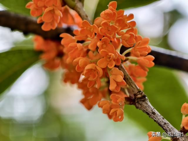 桂香漫城：桂林的秋日私语