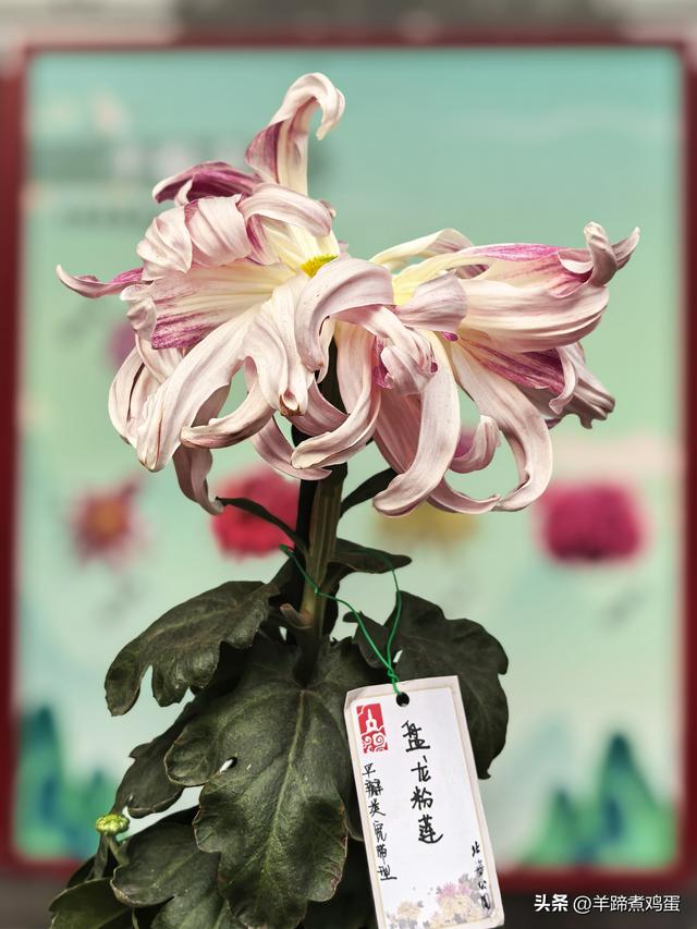 秋风独宠一园菊，晚来香艳出樊篱——北京北海公园2025年菊花展