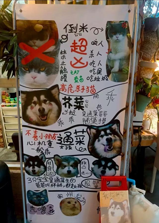 湛江治愈系角落，治好了年轻人的精神内耗！