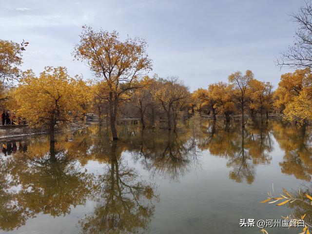 金塔胡杨林
