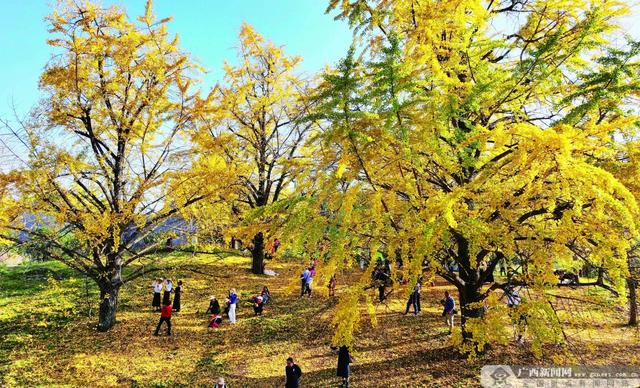 谁说广西没有秋天？8条“绿色智驾游广西”秋季精品旅游线路发布！