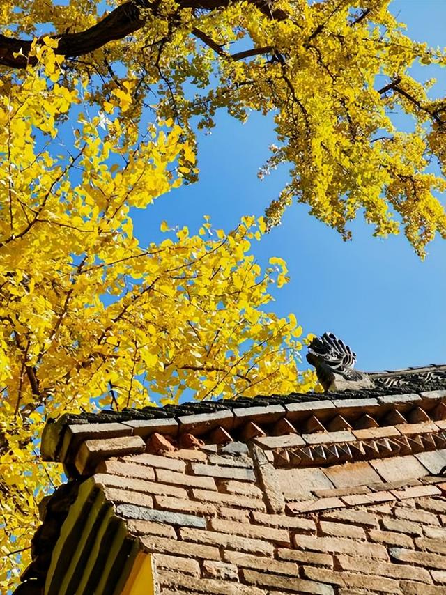 藏在秦岭天子峪里的低调古刹，1700年银杏为伴无商业化知道在哪吗