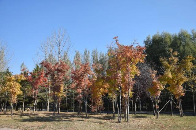 长春“醉”美赏秋攻略：循着落叶的轨迹，邂逅斑斓盛装