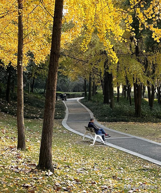 成都城市中的草原牧场，彩林比阿勒泰还美，公交车地铁直达！