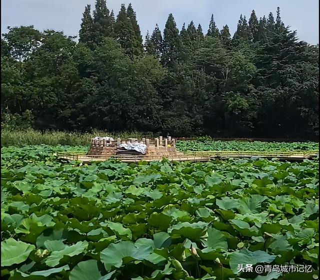 青岛中山公园小西湖凉亭的前世今生