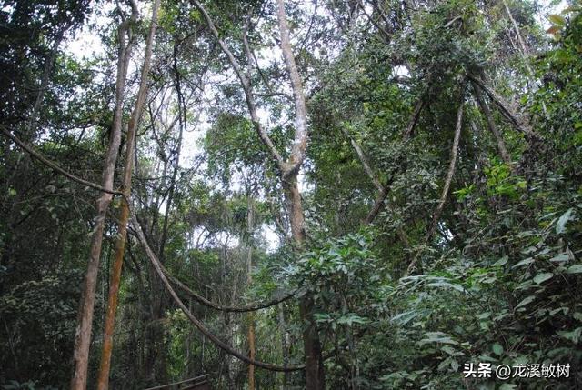 戴维在汉口考察时被投毒，好在他挺了过来，依旧有很多考察成果