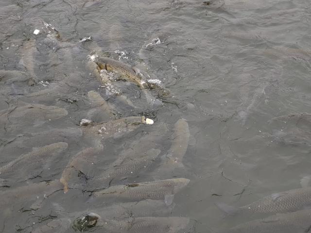 南行漫记：和宜宾握手再见，到李庄古镇打卡，今天跑到贵州