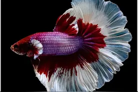 新手适合养哪些鱼？图片