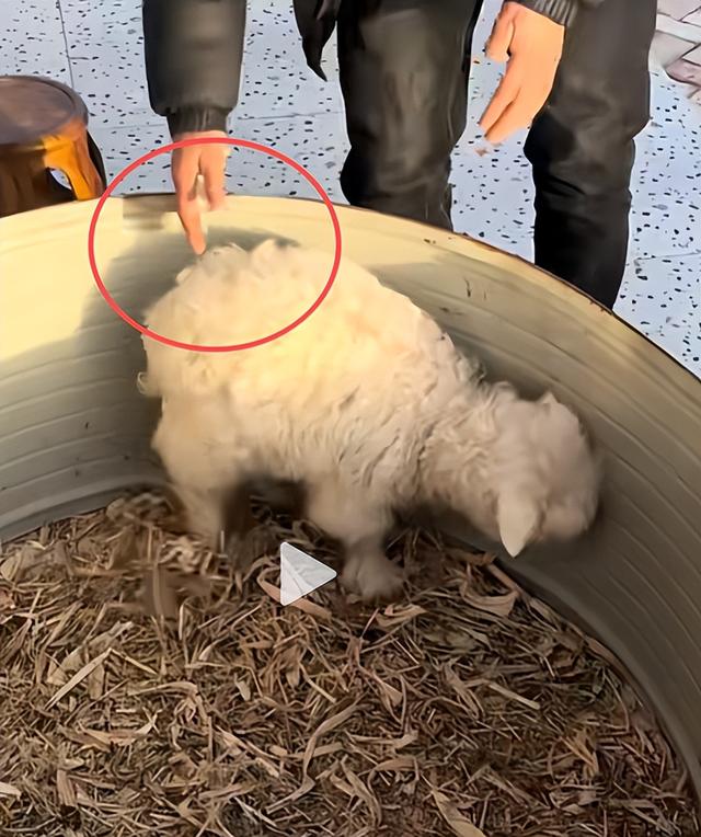 网红羊后续：身价涨三十万，真相揭秘不出所料，小羊可能保不住了