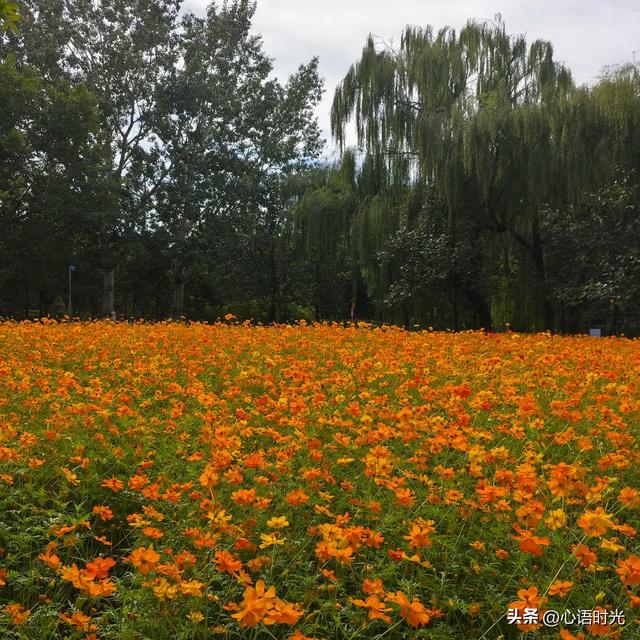 没看错吧？头条上有103万的粉丝，是如何做到的