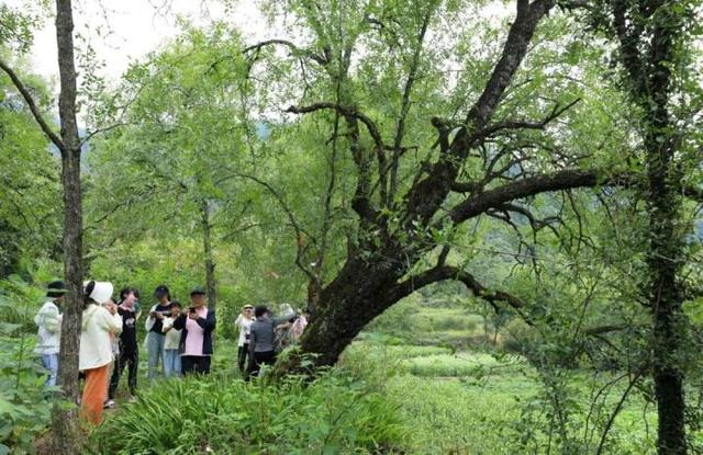 “山村收菜计划”再升级！杭城一批亲子家庭上周末驱车200公里赶到这个海拔600多米的小山村……