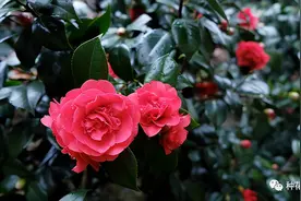 适合庭院养的4种花，夏天冬天都不怕，好看又顽强，南北方都能种图片