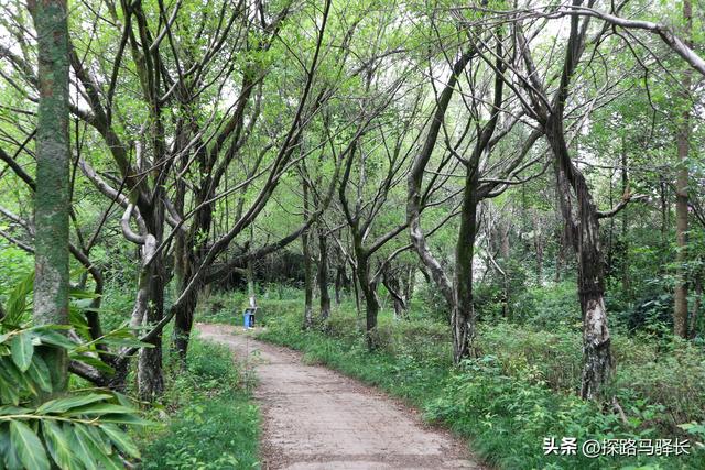 重庆主城藏了条“摆烂”步道：公交直达，轻松原始，就是有点费嘴