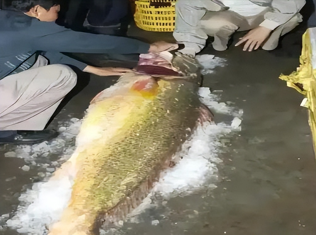 鳘鱼胶的价格1800一斤 鲮鱼胶多少钱一斤