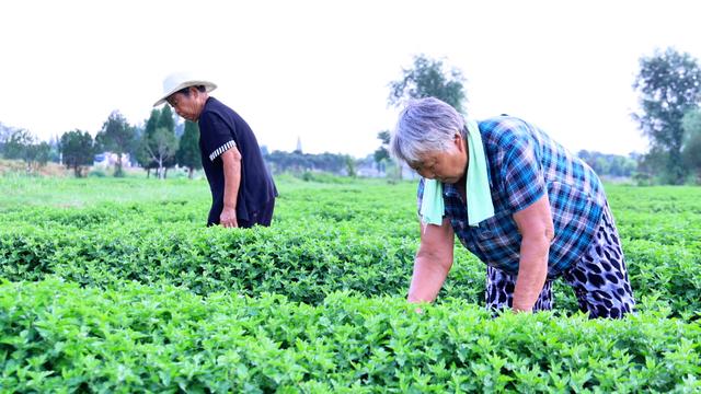 文化中国行丨处暑时节探访大汶口镇：寻秋日故事 品千年韵味
