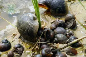消灭福寿螺的方法找到了！简单粗暴连窝端，为什么不建议实施？图片