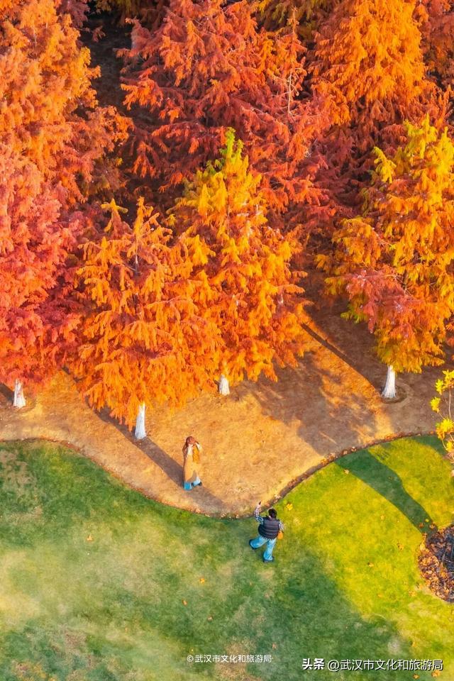 武汉这片杉树林，喀纳斯啊你！