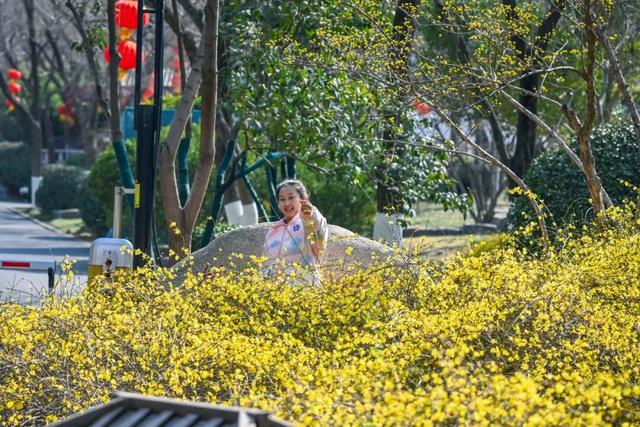 济南的春天，从一抹金黄开始！