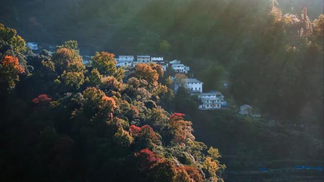 骑行赏枫、古村寻秋……被祁门的「枫景」治愈啦！| 皖美秋日