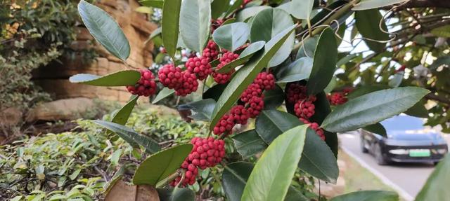 寻美薛城丨格外耀眼！大叶冬青红了，一起来龟山公园寻找冬日里的当“红”明星！