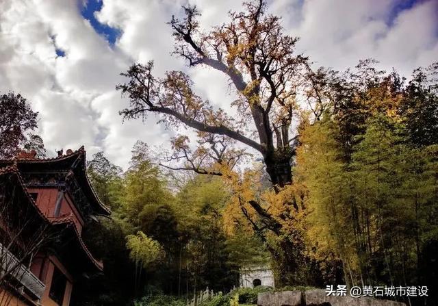 最大1600岁!黄石这几棵银杏王 你都打卡了吗?