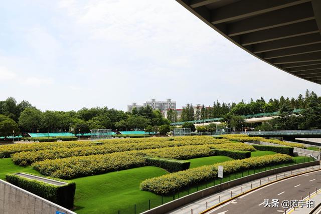 铁路上海南站南广场向日葵花海正值盛花期，乘客们的独有浪漫