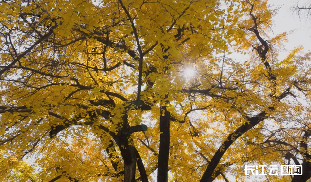 评分秋色：随州为啥被称为“杏”运城市？