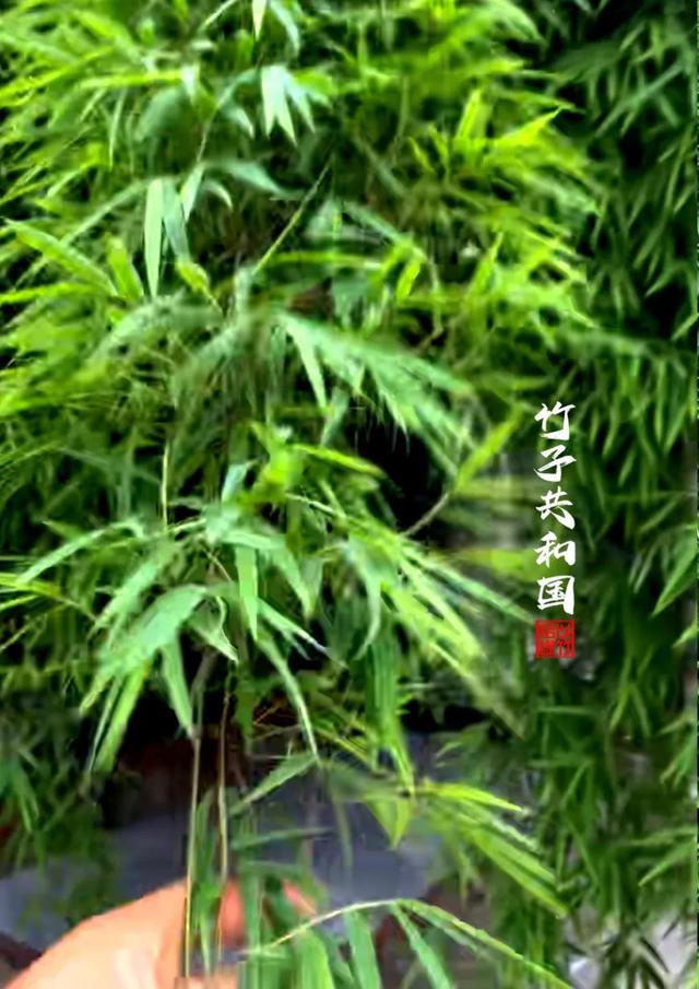 不要再去看黄果树瀑布了！