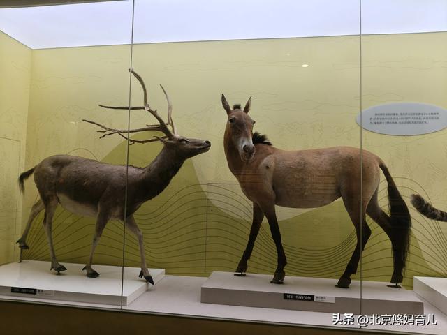 第一次去国家自然博物馆，水族馆和恐龙乐园是8岁孩子的最爱