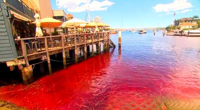 大凶之兆出现？圣经末日预言应验，波斯湾海水血红色	，怎么回事？