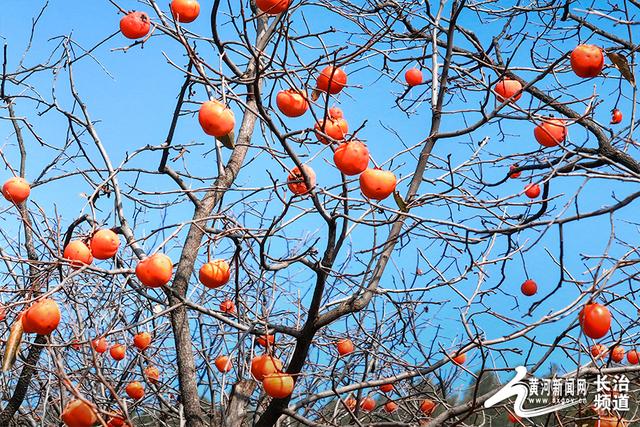 红透山间！长治老顶山“柿”意正浓