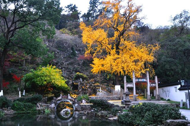 免费！比起天平山，我更爱苏州这冷门地，有红枫银杏小山儿童乐园