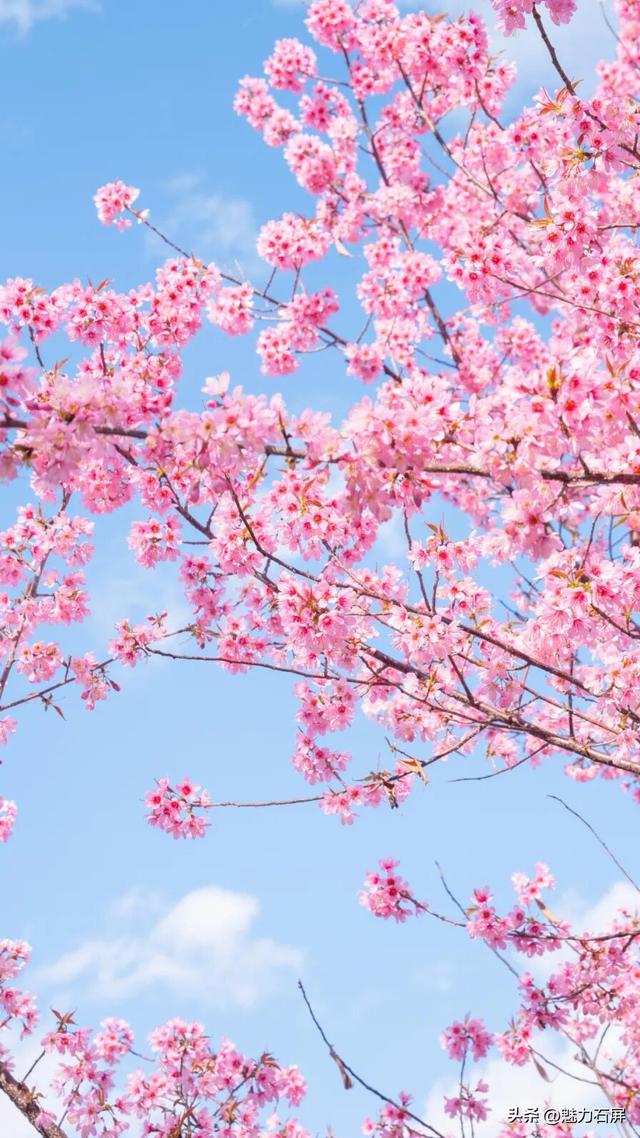 冬日里的粉色浪漫：异龙湖畔冬樱花盛开