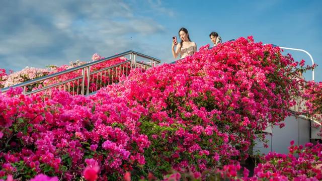 这是冬天？厦门暖冬花花花花花花样缤纷~