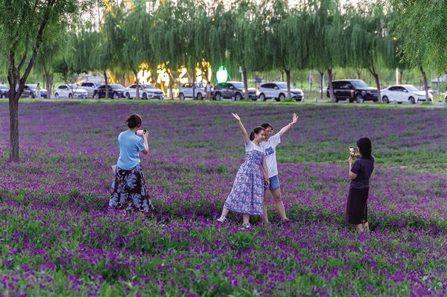 呼和浩特：初秋时节花正艳！来大黑河郊野公园与花海赴一场约会吧