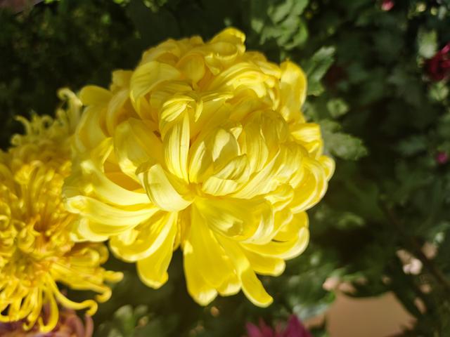 武汉金秋菊展之中山公园特色展