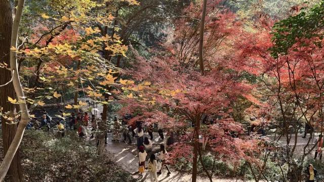 人挤人的南京，现在还值得去吗？