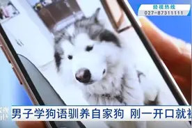男子刷视频学“狗语”与狗对话，一开口脸竟被咬穿图片