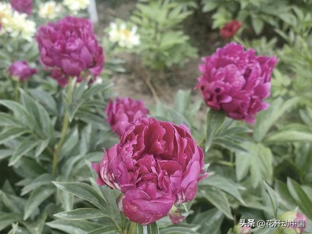 芍药菏泽，延续“甲天下”最美芳华