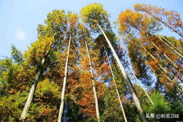 深秋想赴一场“森”系约会？来邛崃就够了！