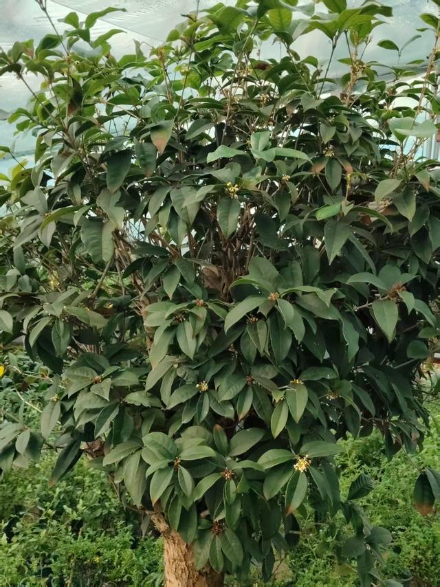 幼儿爱看电视	，总眨眼如何应对？