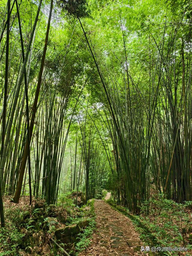 成都徒步（69）·彭州篇⑯法藏寺环线（桥断未走通）