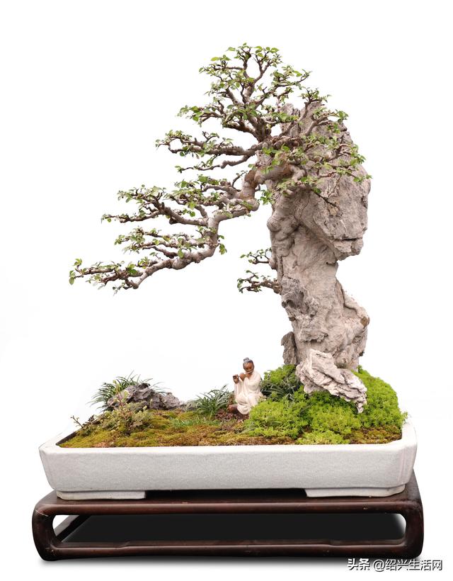 2025绍兴盆景艺术展10月亮相嵊州！邀您共赴一场视觉盛宴