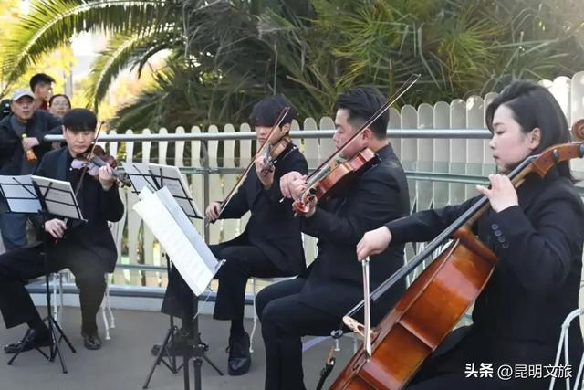 赏杏观鸥+听乐!昆明五华浪漫已就绪,音乐快闪点亮春城