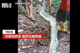 印尼一女子被10米巨蟒整吞进肚！丈夫剖开蛇腹发现妻子遗体图片