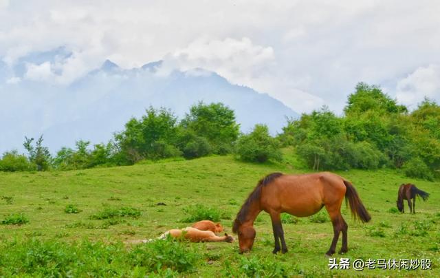 熊猫坪草甸——云端上的诗意秘境