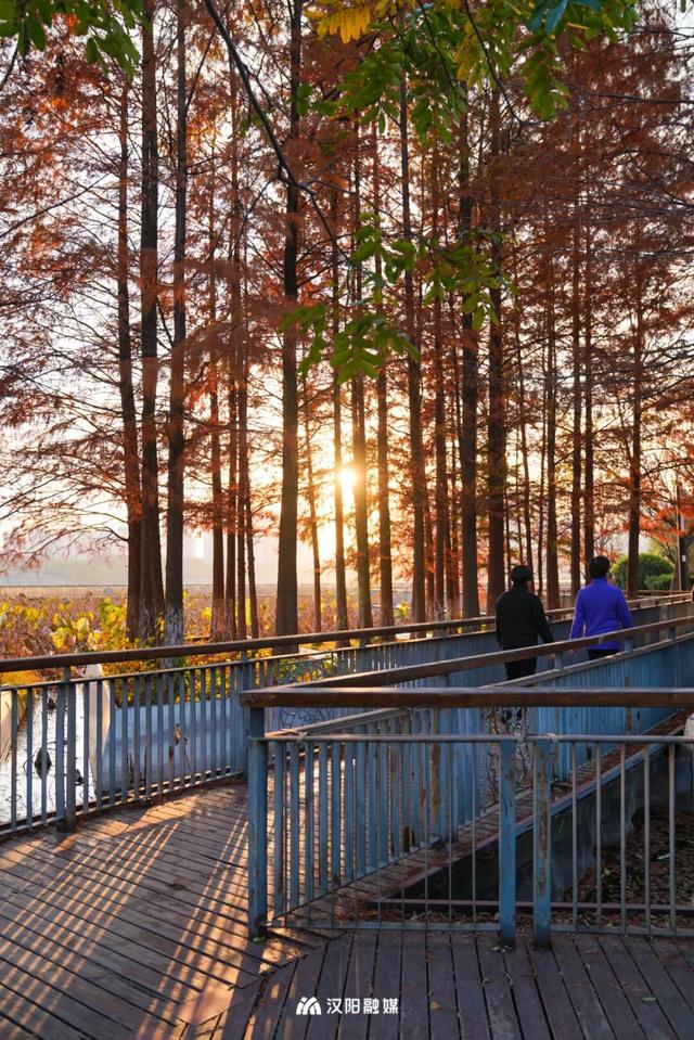 武汉城中心的彩叶秘境，在汉阳藏不住了！