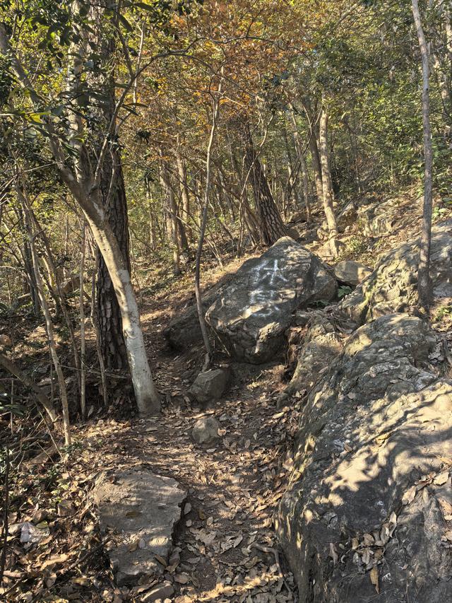 南京紫金山郊野徒步
