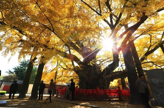 答应我，这个秋天一定要来日照！