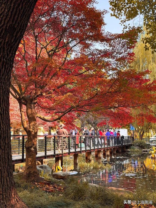 传说中的“层林尽染”，原来就在市中心！